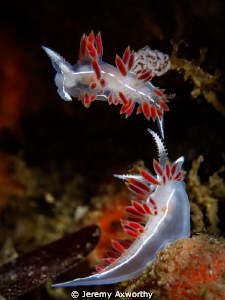 Flabellina Trilineata? Post-Coitus by Jeremy Axworthy 